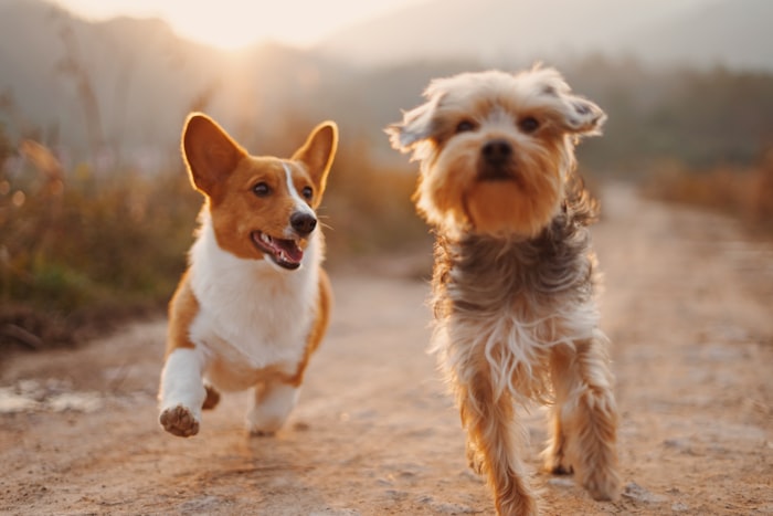 仲良く走る2匹の小型犬